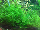 Tropica 1 2 Grow Taxiphyllum 'Taiwan Moss'