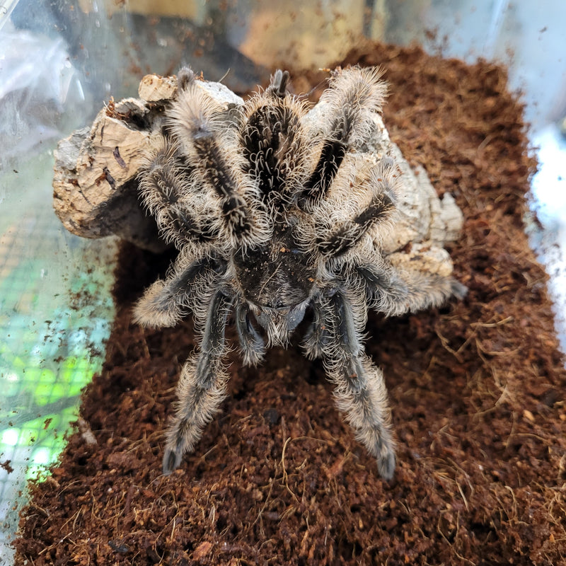 Tarantula - Curly Hair