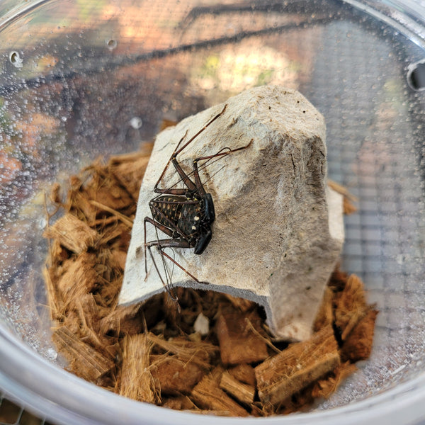 Scorpion - Central American Tailless Whip