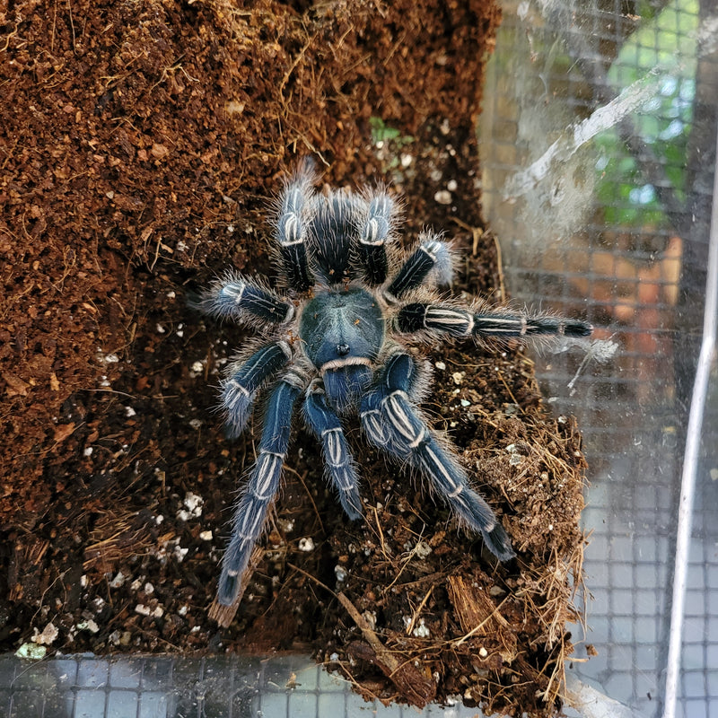 Tarantula - Giant Stripe Knee