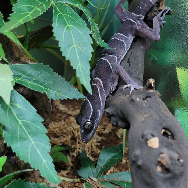 Lizard - Gecko - Malayan Forest Female