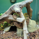 Snake - Royal Diadem Rat