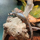 Lizard - Skink - Pink Tongue (Imperfect)