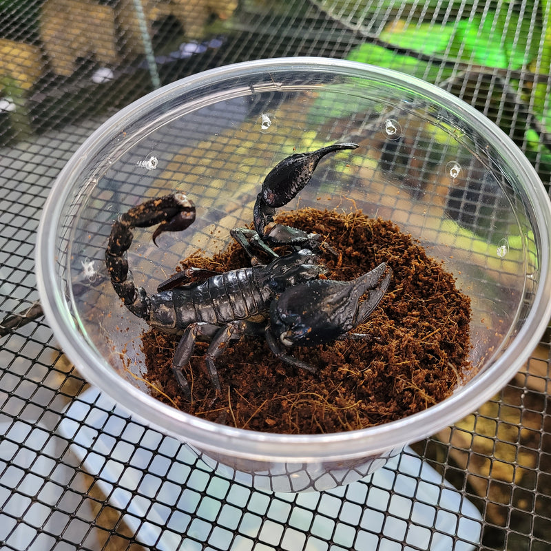 Scorpion - Asian Forest