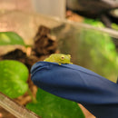 Amphibian - Frog - Northern Glass