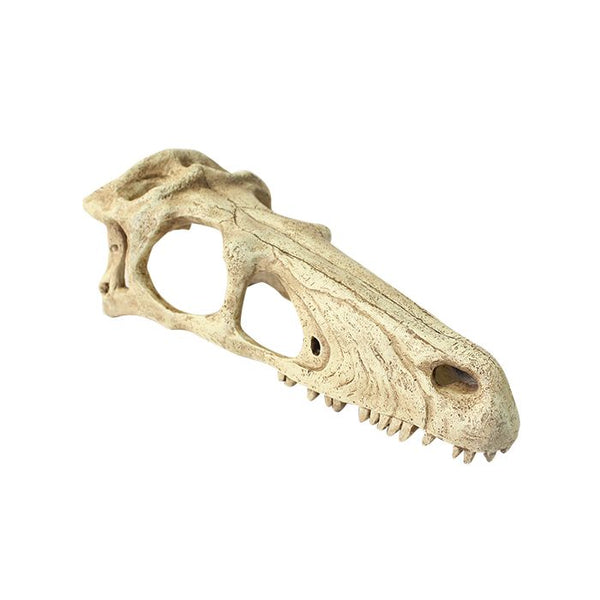Komodo Raptor Skull Small 19x6.5x8cm
