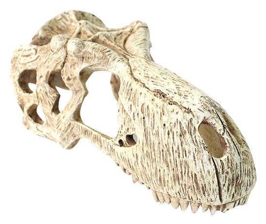 Komodo T-Rex Skull X-Large 26x11x13cm