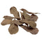 Fluval Betta Tropica Almond Leaves 10pk