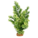Fluval Aqualife Plant Scapes White-Tipped Hottonia 14"/35.5cm