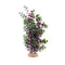 Fluval Aqualife Plant Scapes Red Bacopa 14"/35.5cm