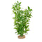 Fluval Aqualife Plant Scapes White-Tipped Ludwigia 14"/35.5cm