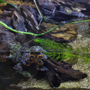 Amphibian - Frog - Fire Bellied Toad