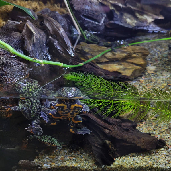 Amphibian - Frog - Fire Bellied Toad