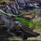 Amphibian - Frog - Fire Bellied Toad