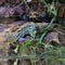 Amphibian - Frog - Fire Bellied Toad