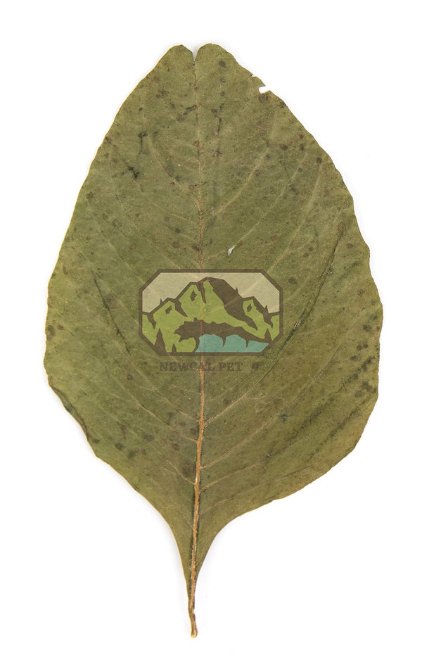 NewCal Amaranth Leaves 2-4" 20pk