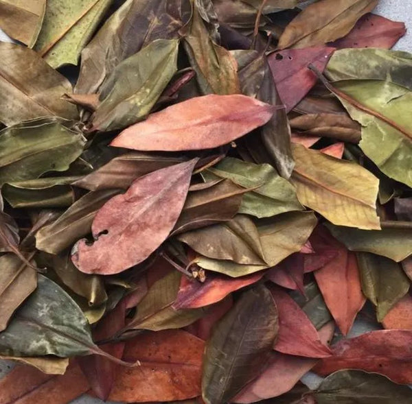 NewCal Mangrove Leaves 6-8" 10pk