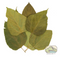 NewCal Mulberry Leaves 5-8" 10pk