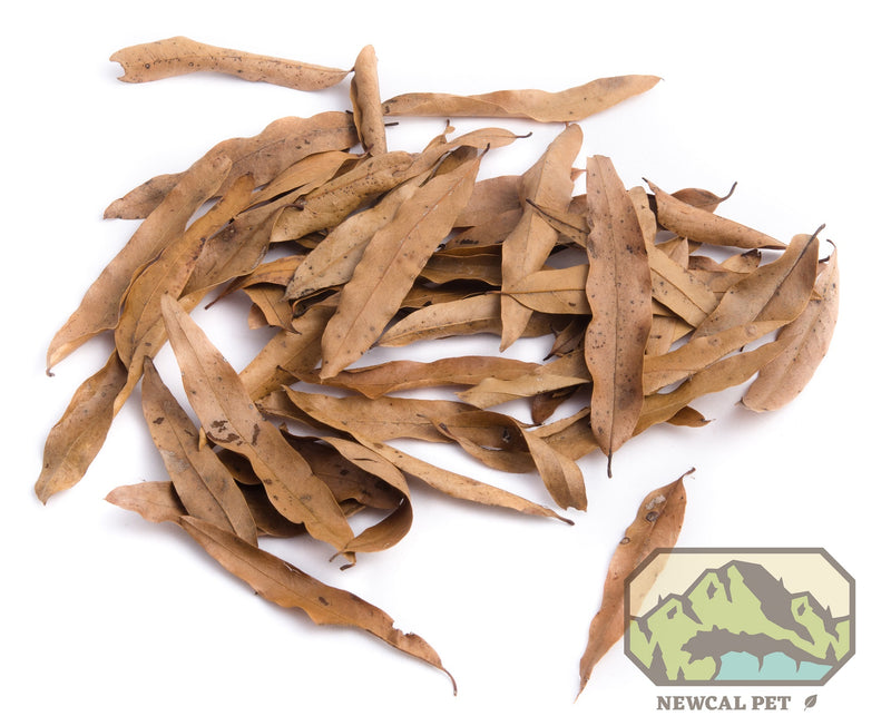 NewCal Willow Oak (Dried) 1.5oz
