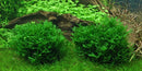Tropica 1 2 Grow Monosolenium tenerum