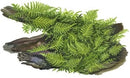 Tropica 1 2 Grow Vesicularia dubyana 'Christmas'