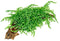 Tropica 1 2 Grow Vesicularia ferriei 'Weeping'