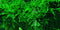 Tropica 1 2 Grow Vesicularia ferriei 'Weeping'
