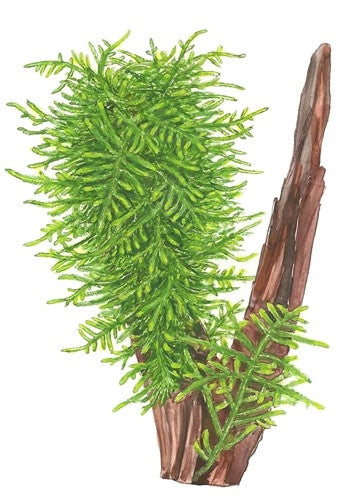 Tropica 1 2 Grow Taxiphyllum 'Spiky'