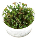 Tropica 1 2 Grow Marsilea hirsuta