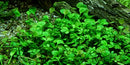 Tropica 1 2 Grow Marsilea hirsuta