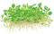 Tropica 1 2 Grow Marsilea crenata