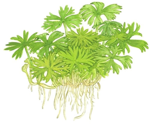 Tropica 1 2 Grow Ranunculus inundatus