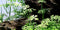 Tropica 1 2 Grow Ranunculus inundatus