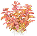 Tropica 1 2 Grow Rotala macrandra