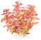 Tropica 1 2 Grow Rotala macrandra