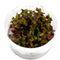 Tropica 1 2 Grow Rotala macrandra