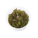 Tropica 1 2 Grow Rotala wallichii