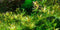 Tropica 1 2 Grow Rotala 'Vietnam H'ra'