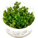 Tropica 1 2 Grow Rotala 'Bonsai'