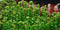 Tropica 1 2 Grow Rotala 'Bonsai'