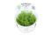 Tropica 1 2 Grow Myriophyllum 'Guyana'