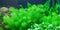 Tropica 1 2 Grow Myriophyllum 'Guyana'