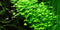 Tropica 1 2 Grow Hydrocotyle tripartita