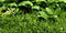 Tropica 1 2 Grow Lilaeopsis brasiliensis
