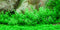 Tropica 1 2 Grow Gratiola viscidula