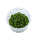 Tropica 1 2 Grow Bacopa caroliniana