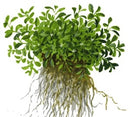 Tropica 1 2 Grow Glossostigma elatinoides