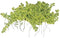 Tropica 1 2 Grow Hemianthus callitrichoides