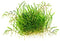 Tropica 1 2 Grow Utricularia graminifolia