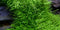 Tropica 1 2 Grow Utricularia graminifolia